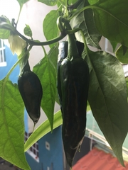 Capsicum annuum annuum