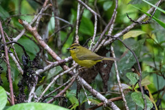 Myiothlypis chrysogaster