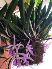 × Brassocattleya