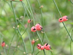 Ephedra triandra