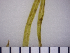 Najas flexilis