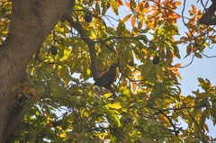 Patagioenas araucana
