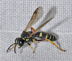 Psammaecius punctulatus