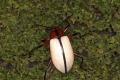 Poecilesthus suturalis