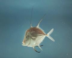 Lookdown photo 4