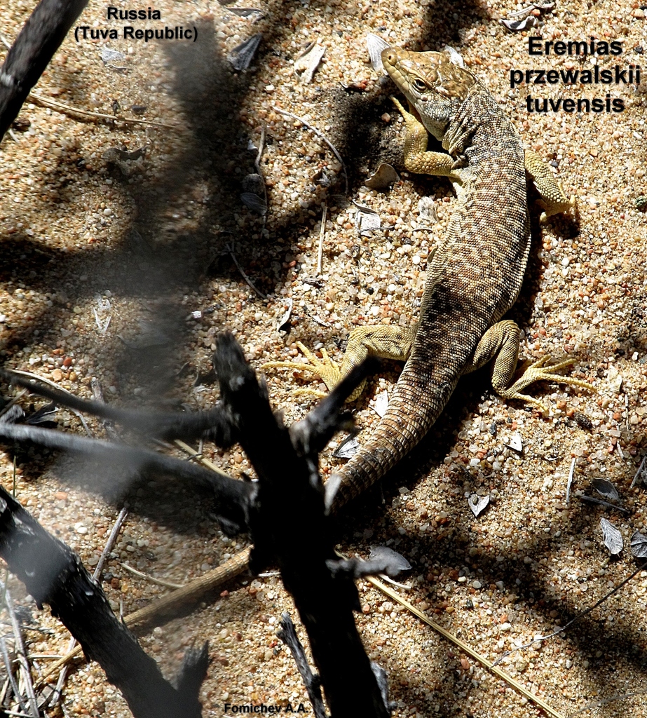 Gobi Racerunner