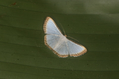 Leuciris fimbriaria