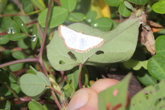 Leuciris fimbriaria