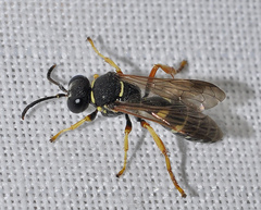 Psammaecius punctulatus