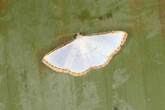 Leuciris fimbriaria