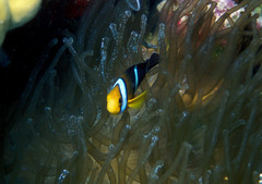 Amphiprion tricinctus