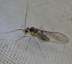 Stenopsocus