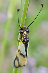 Libelloides macaronius