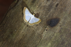 Leuciris institata