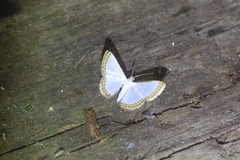 Leuciris institata
