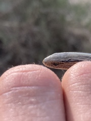 Ophiodes vertebralis