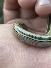 Ophiodes vertebralis