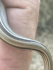 Ophiodes vertebralis