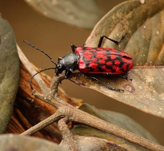 Poecilopeplus haemopterus