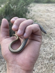 Ophiodes vertebralis