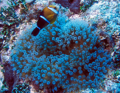 Amphiprion tricinctus