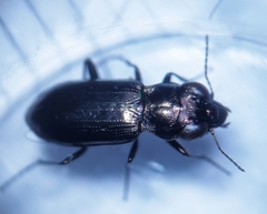 Notiophilus aquaticus