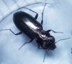 Notiophilus aquaticus