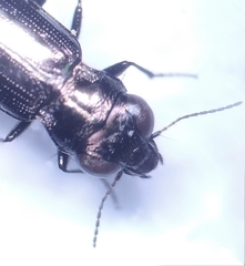 Notiophilus aquaticus