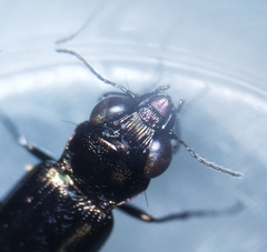 Notiophilus aquaticus