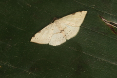 Taeniogramma odrussa