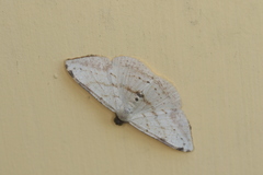 Taeniogramma odrussa