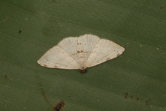 Taeniogramma odrussa