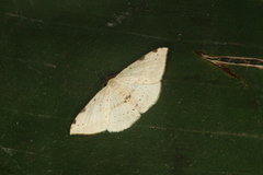 Taeniogramma odrussa