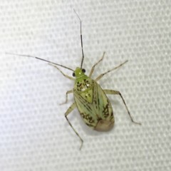 Taedia marmorata