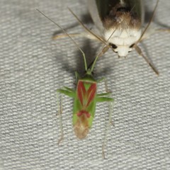 Phytocoris roseotinctus