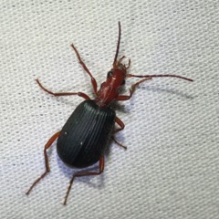 Brachinus elongatulus