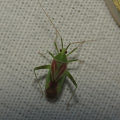 Phytocoris roseotinctus