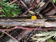 Heterotextus luteus