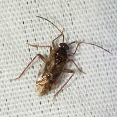 Eustictus