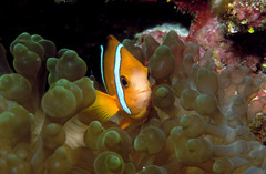 Amphiprion tricinctus