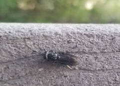 Hermetia sexmaculata