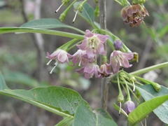 Vassobia breviflora