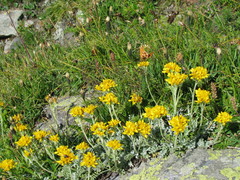 Jacobaea incana