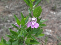 Justiciinae