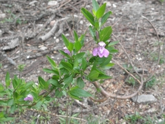 Justiciinae