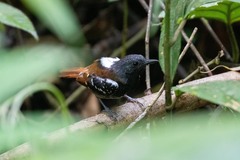 Sciaphylax hemimelaena