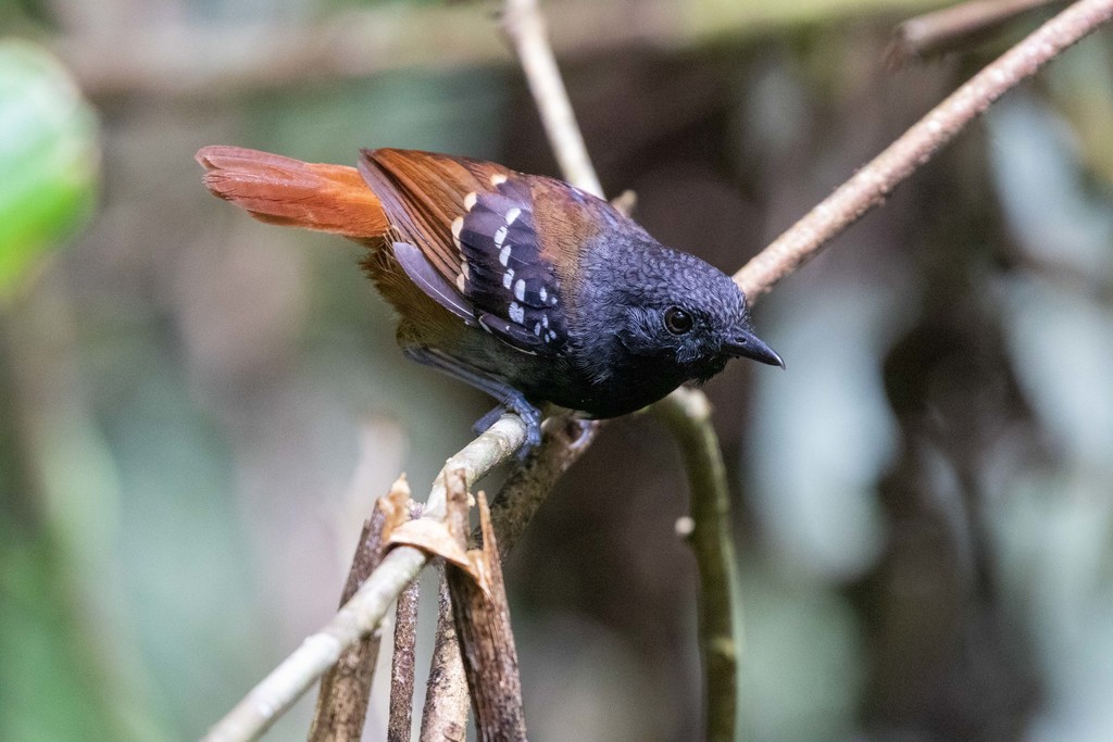 Chestnut-tailed Antbird (Sciaphylax hemimelaena) photo