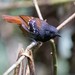 Chestnut-tailed Antbird - Photo (c) Thibaud Aronson, some rights reserved (CC BY-SA), uploaded by Thibaud Aronson