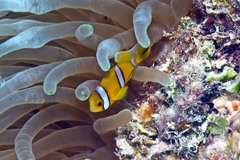Amphiprion tricinctus