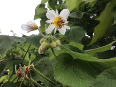 Sparrmannia